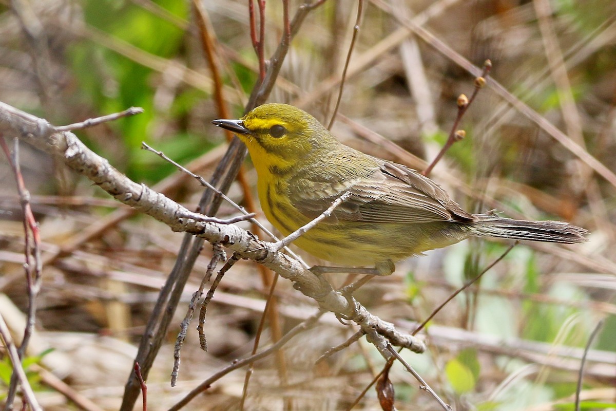 Prairie Warbler - ML28487531