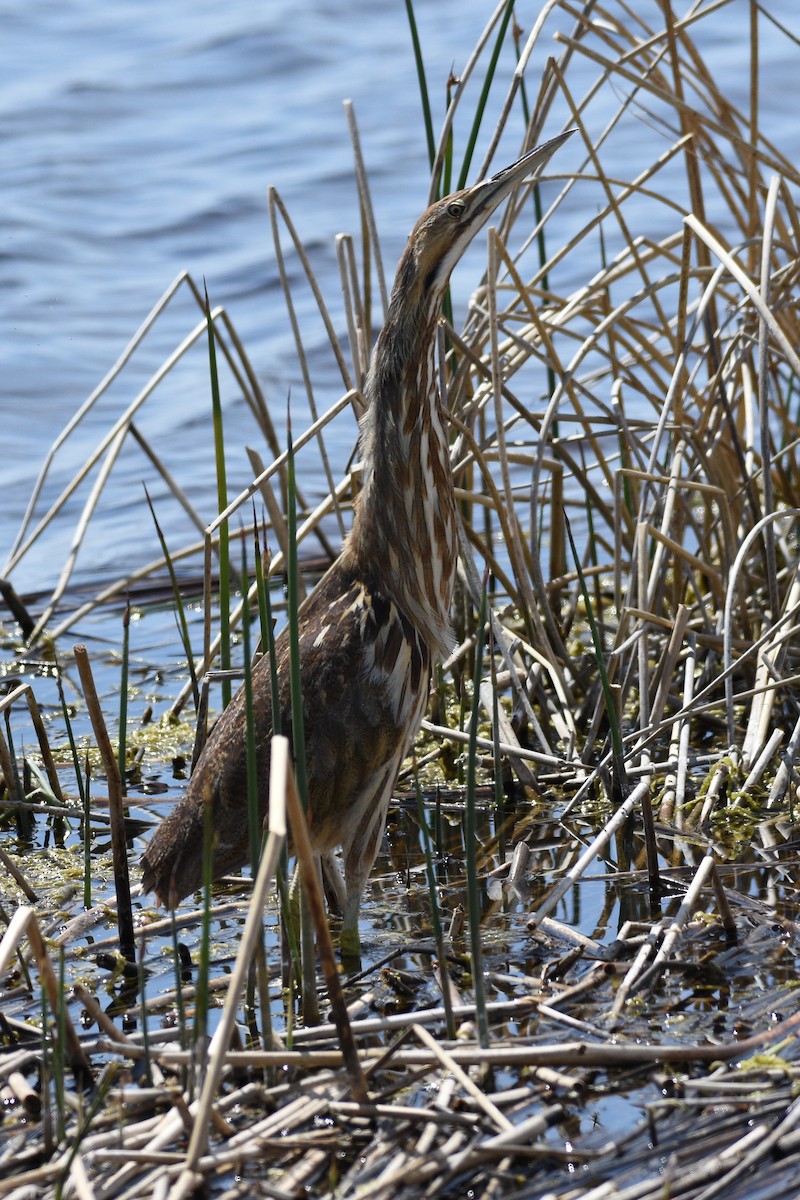 American Bittern - ML284875961