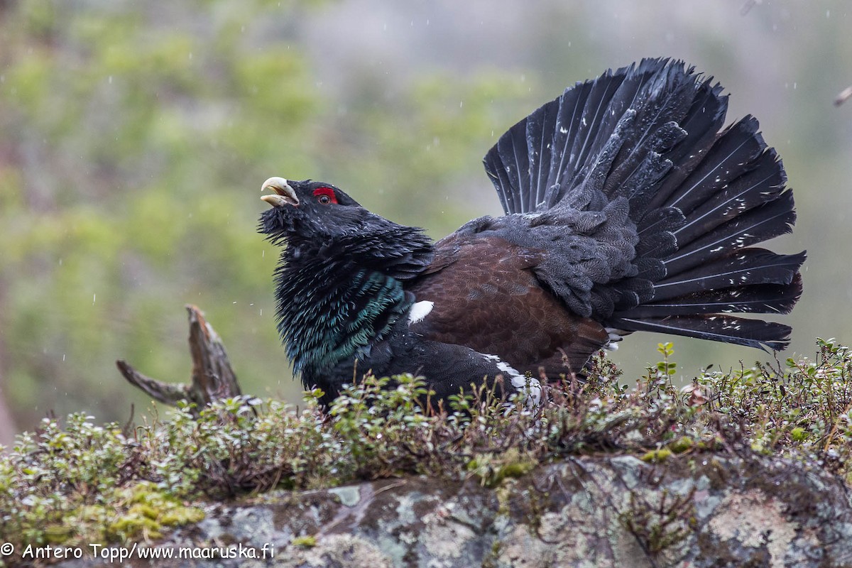 Western Capercaillie - ML28487691