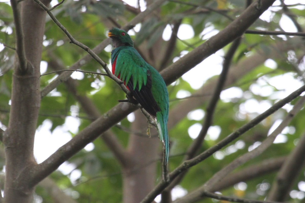 Quetzal Crestado - ML284878641