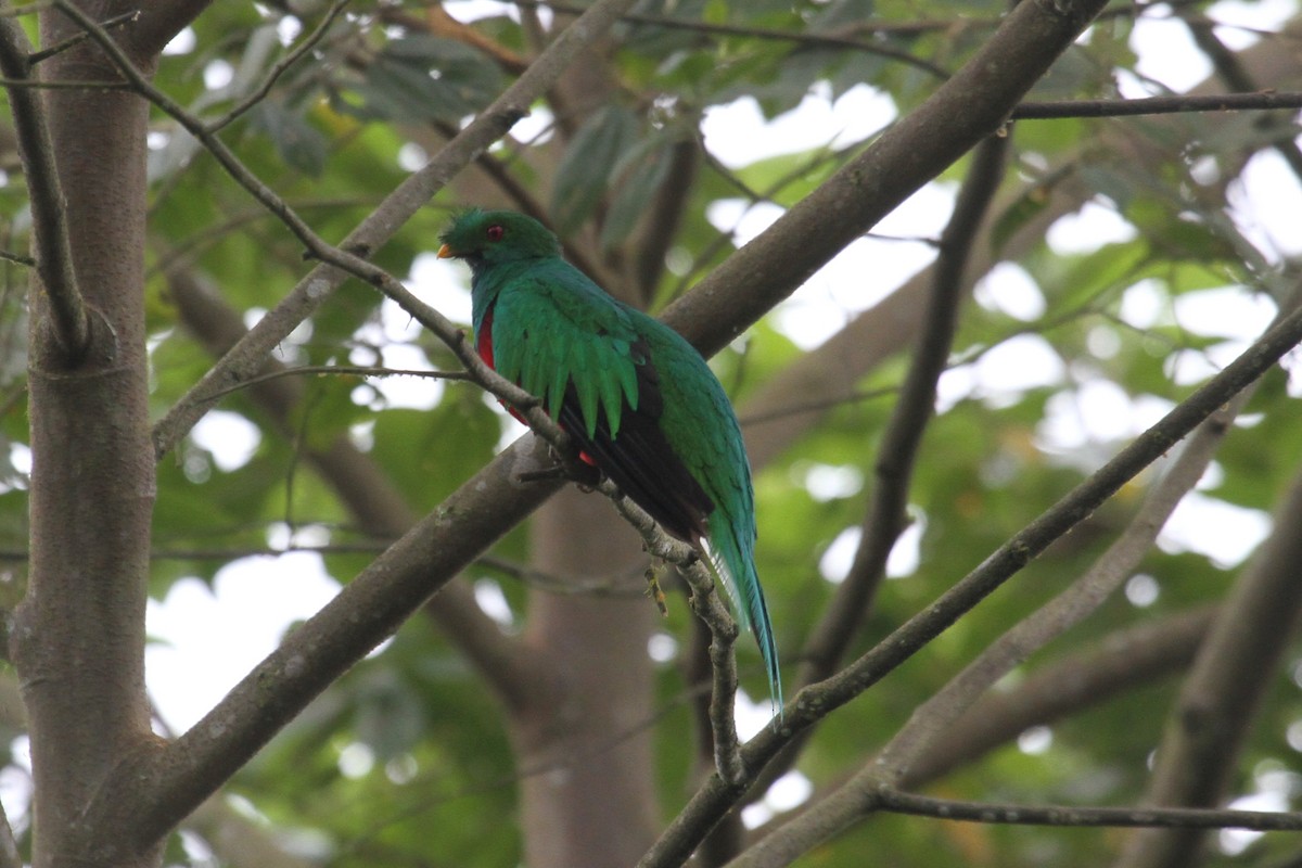 Crested Quetzal - ML284878651