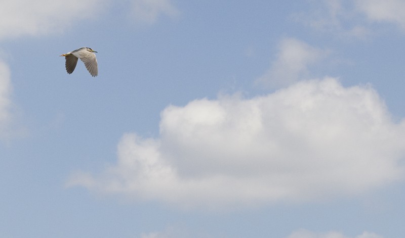 Black-crowned Night Heron (Eurasian) - ML284878661