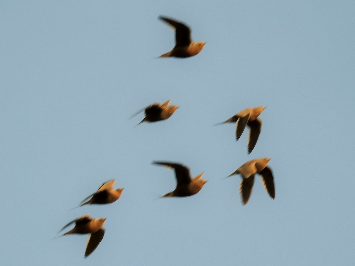 Chestnut-bellied Sandgrouse - ML284879051