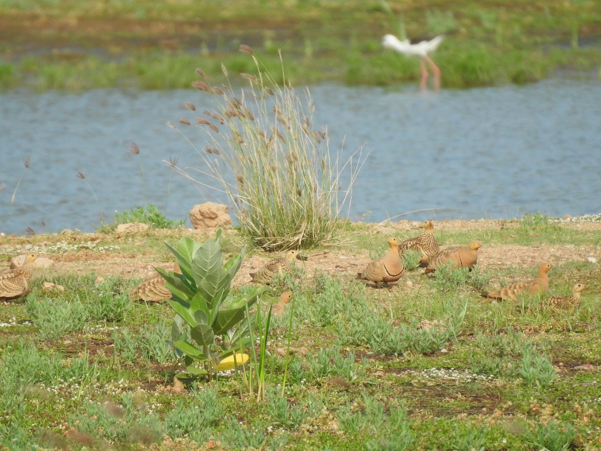 Chestnut-bellied Sandgrouse - ML284879401