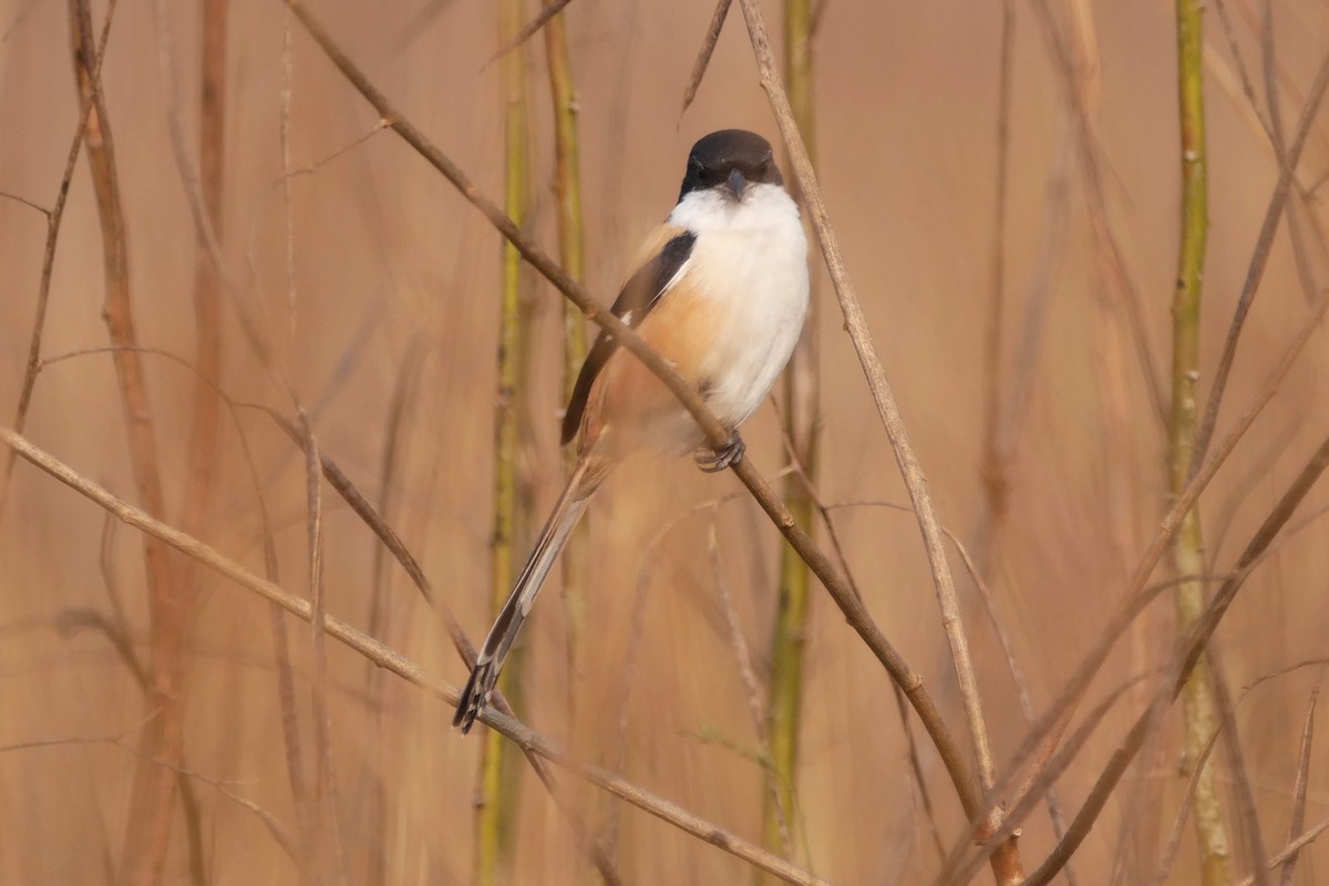 Long-tailed Shrike (tricolor/longicaudatus) - ML284879591