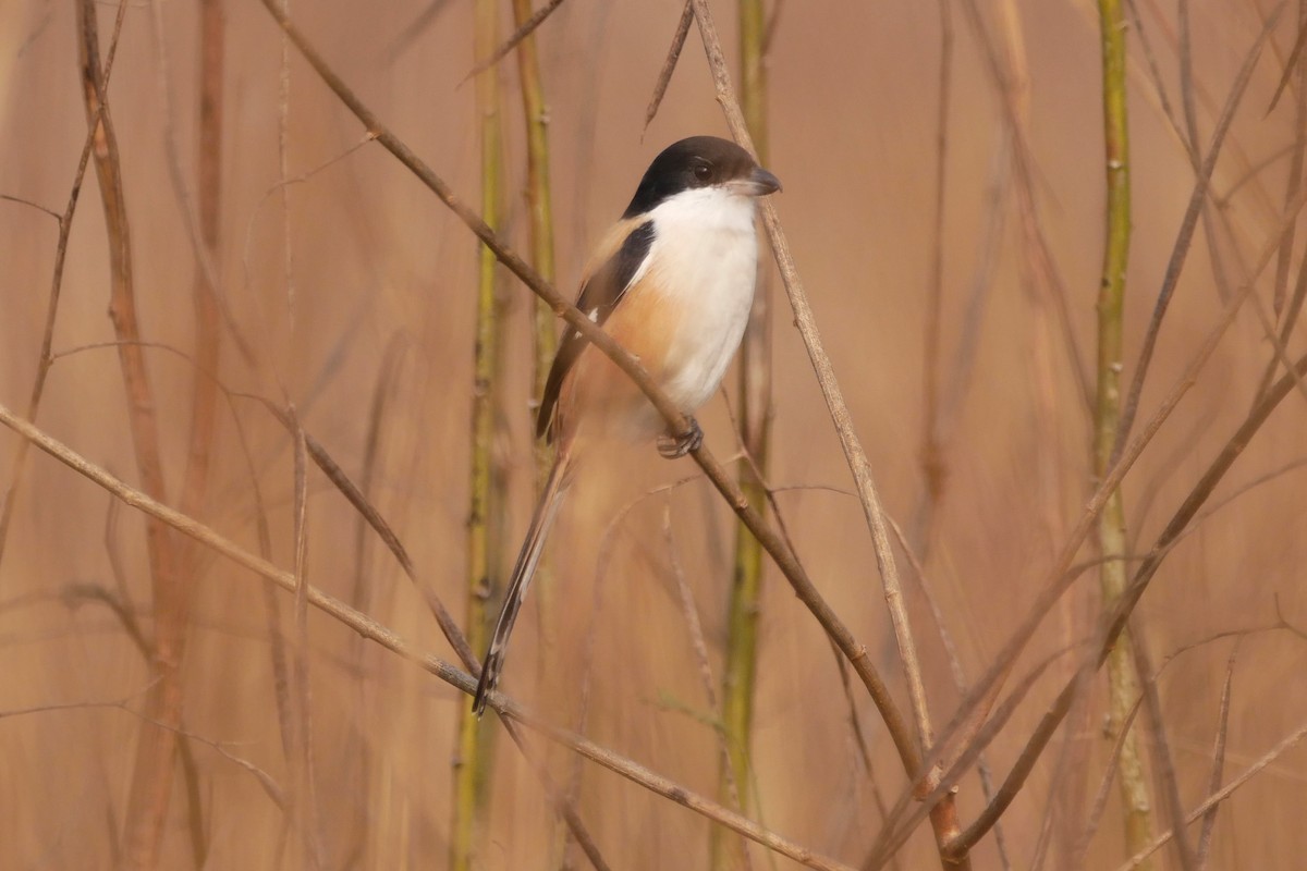 Long-tailed Shrike (tricolor/longicaudatus) - ML284879601