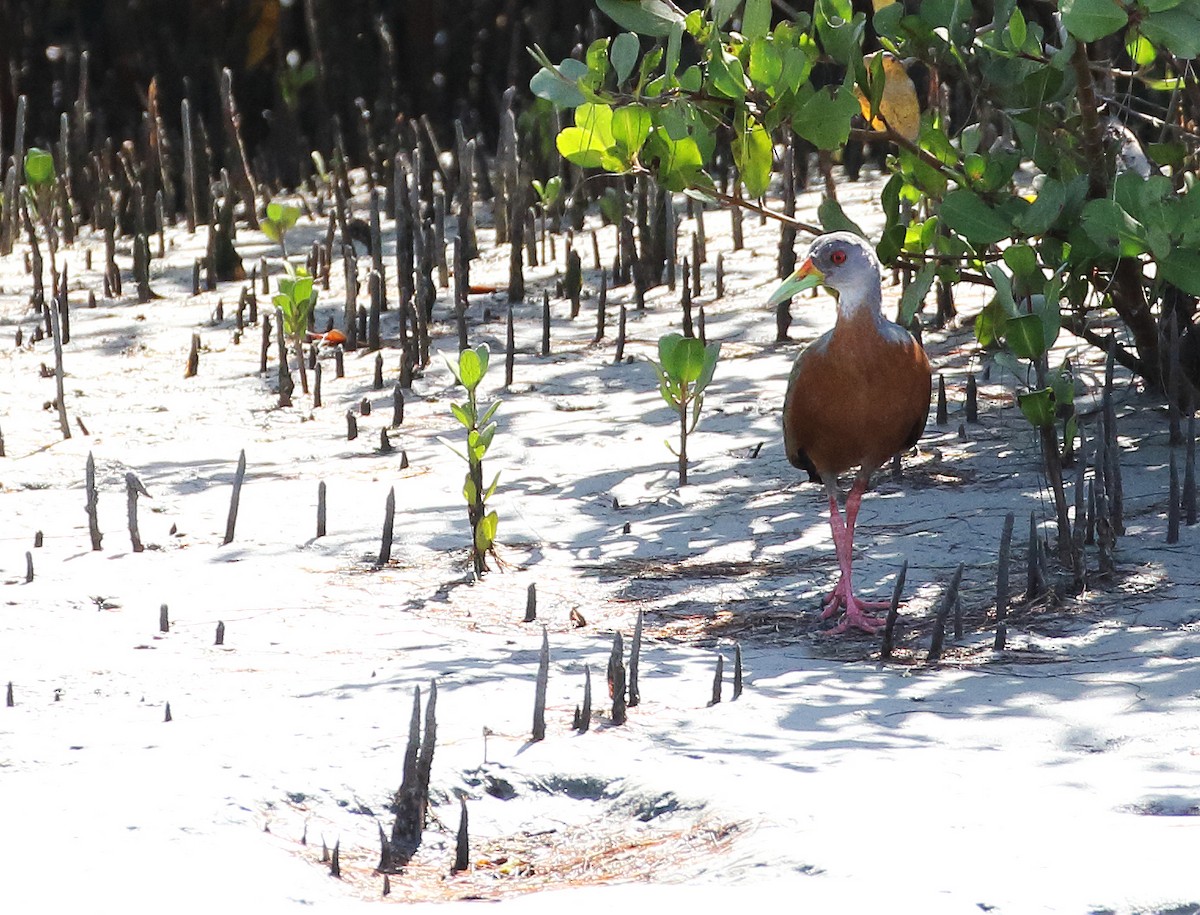 Little Wood-Rail - ML284879791