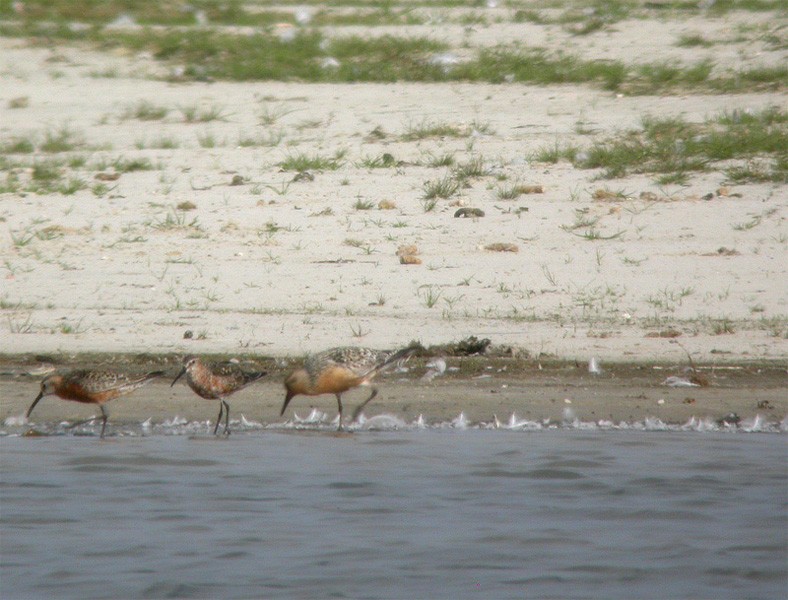 Curlew Sandpiper - ML284880131