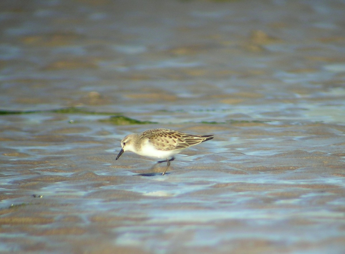 Red-necked Stint - Keith Langdon