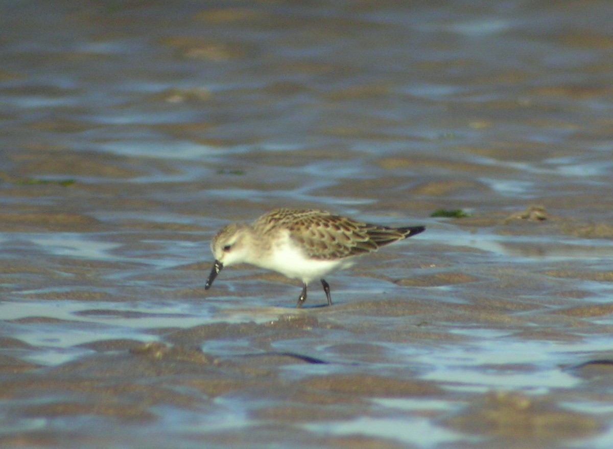 Red-necked Stint - Keith Langdon