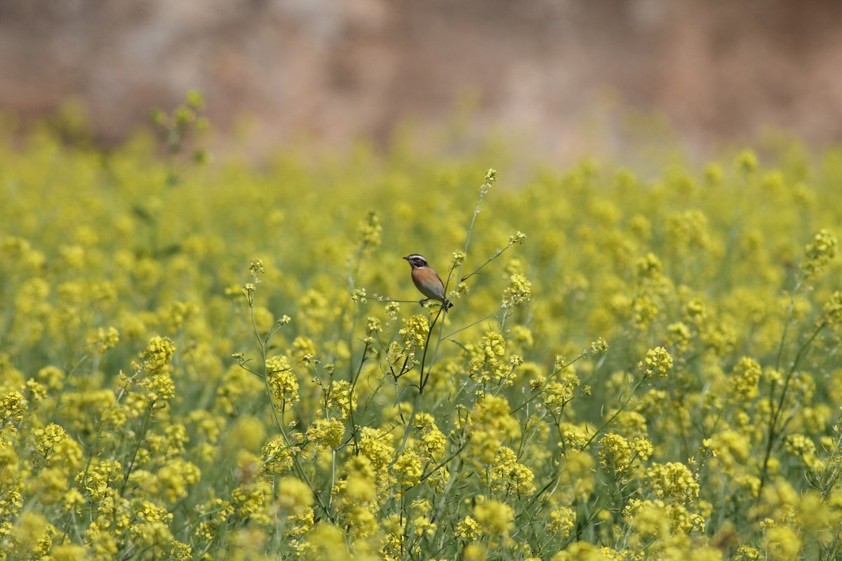 Whinchat - Mehmet Mahmutoğlu