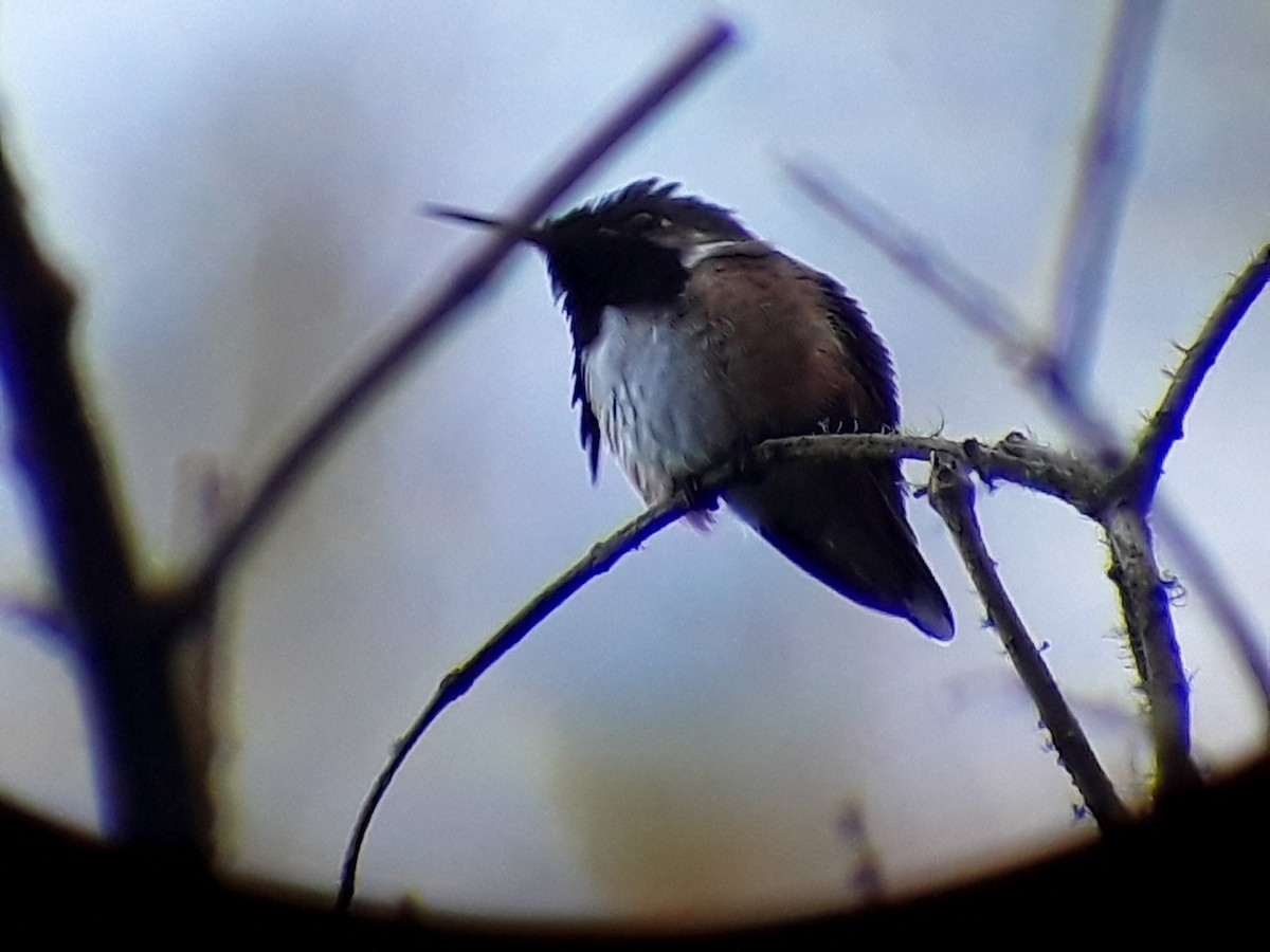 Wine-throated Hummingbird - ML284880811