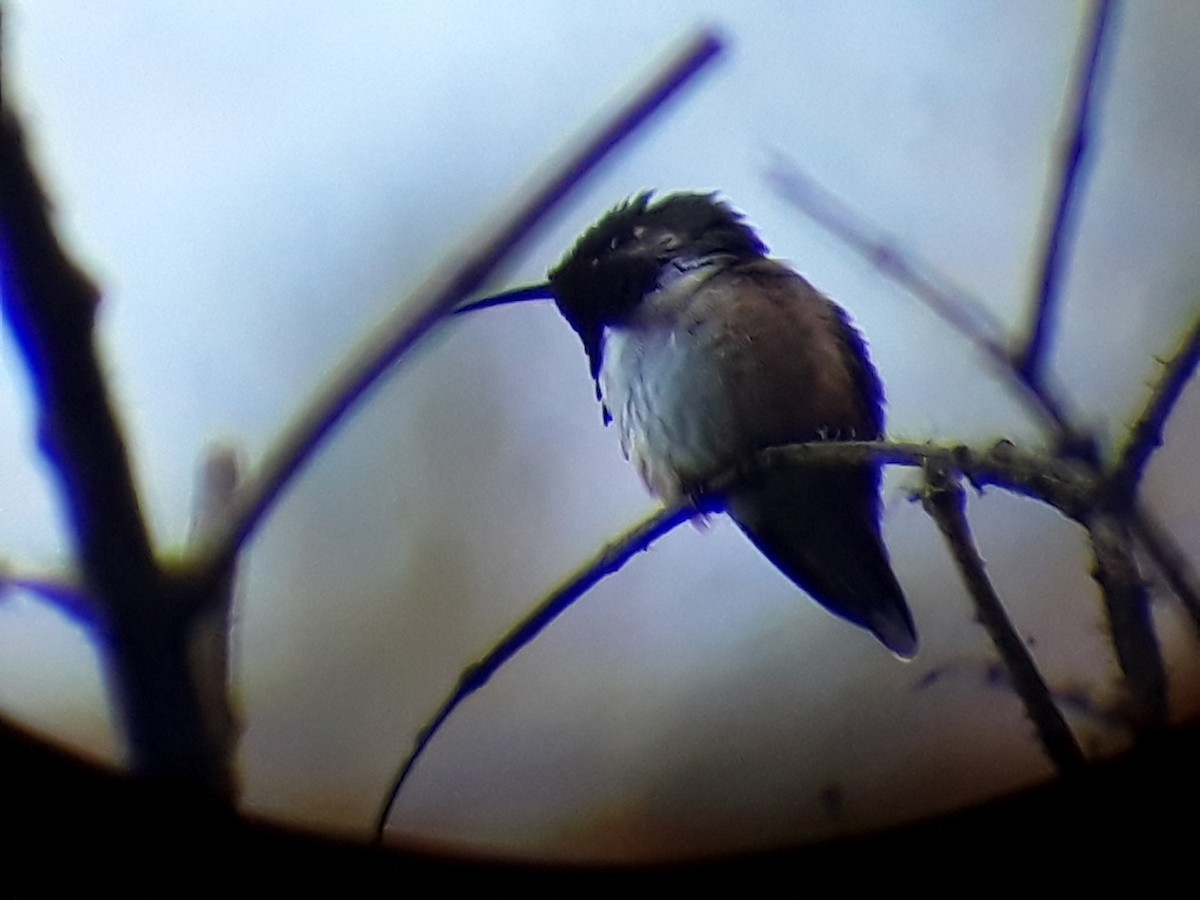 Wine-throated Hummingbird - ML284880821