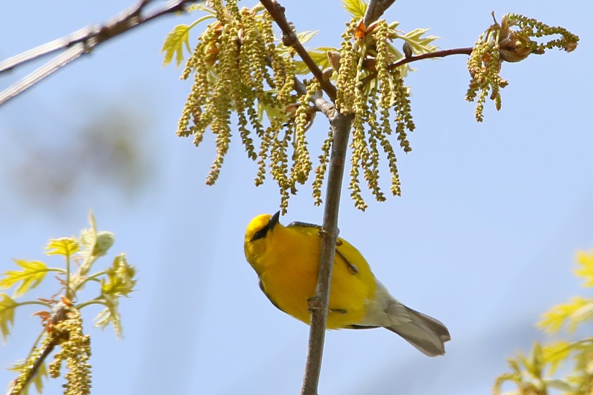 Blue-winged Warbler - ML28488151