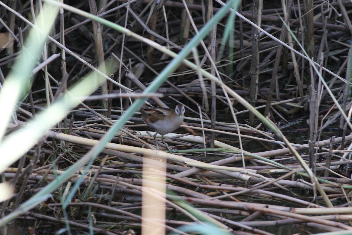 Little Crake - ML28488401