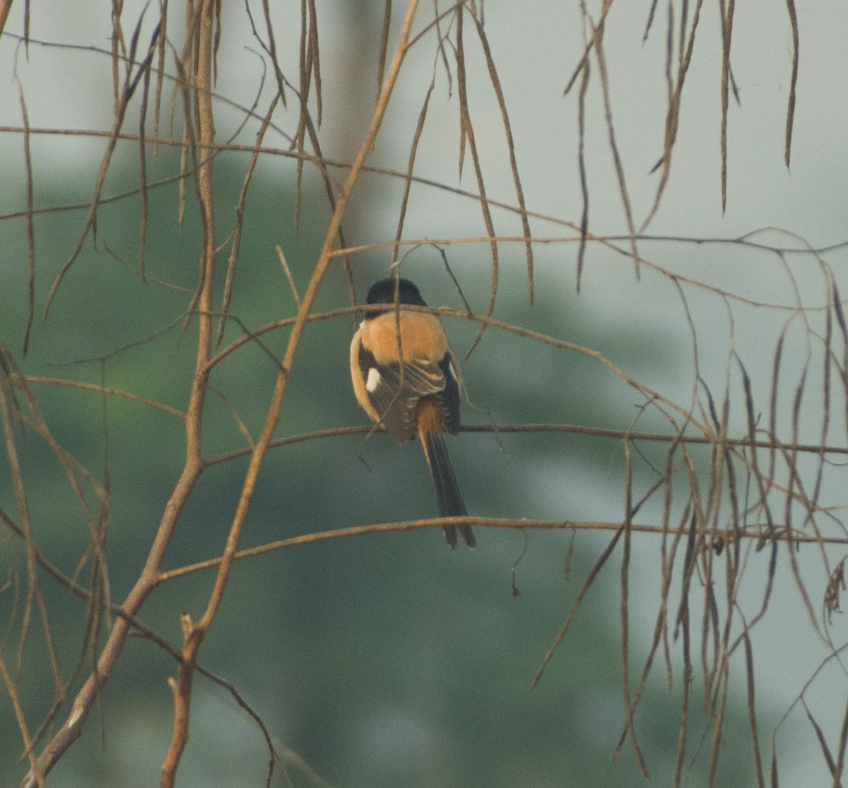 Long-tailed Shrike - ML284885951