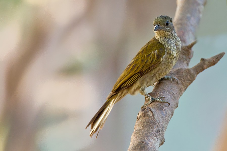 Spotted Honeyguide - ML284886201