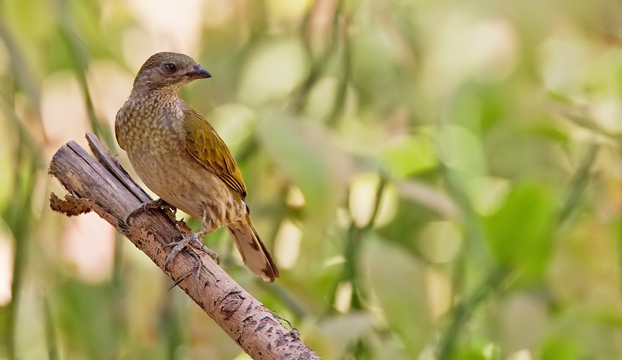 Spotted Honeyguide - ML284886211