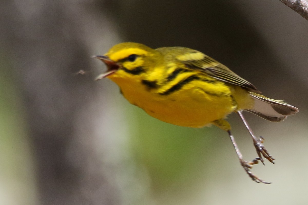 Prairie Warbler - ML28488731