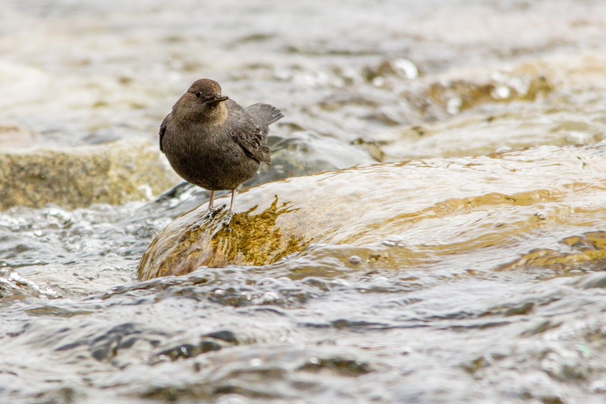 American Dipper - ML284887561