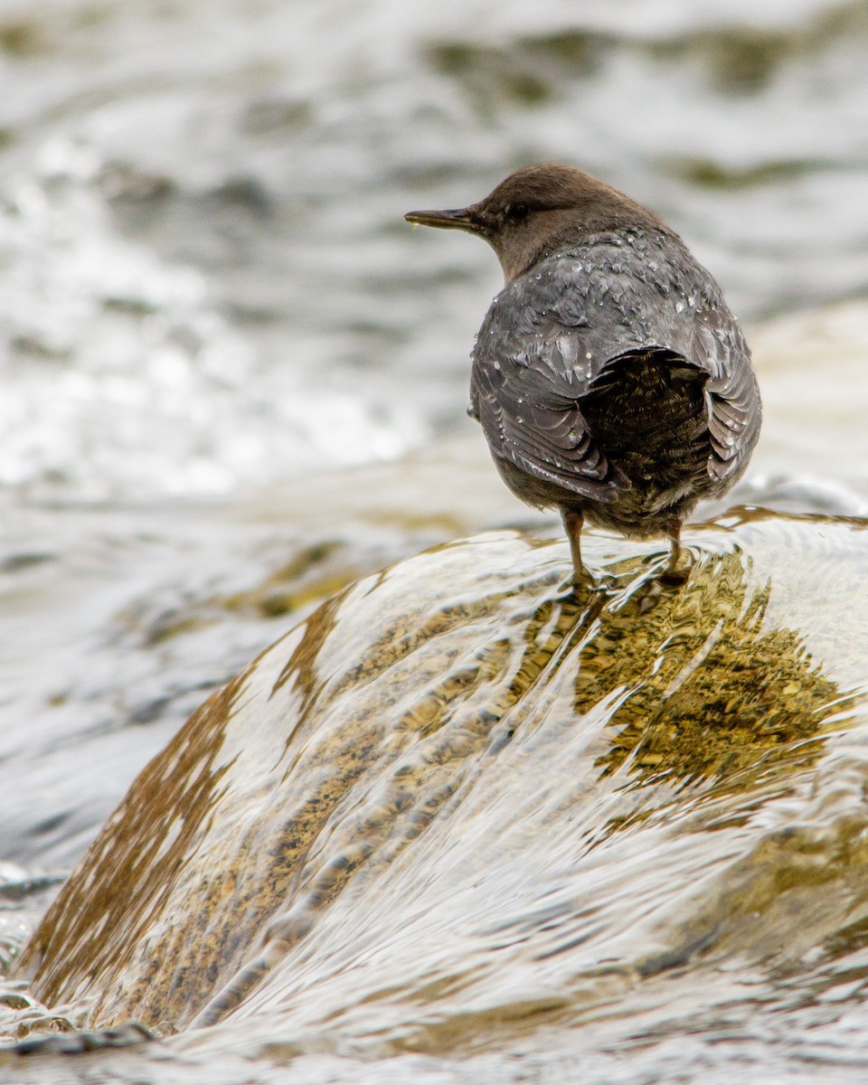 American Dipper - ML284887571