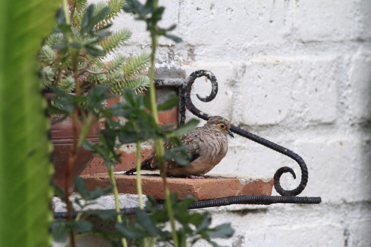 Bare-faced Ground Dove - ML284887721