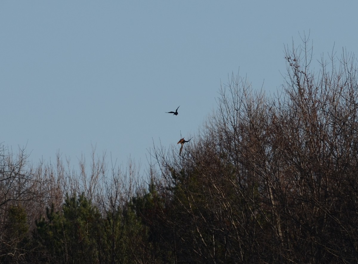 Red-tailed Hawk - ML284887811