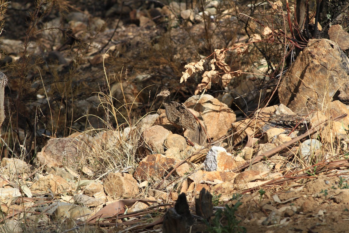 Andean Tinamou - Steven Sevillano