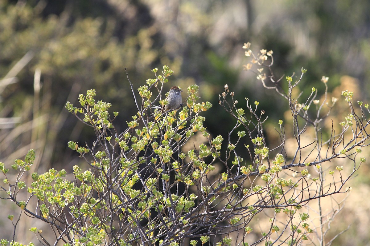 Rusty-crowned Tit-Spinetail - ML284888521