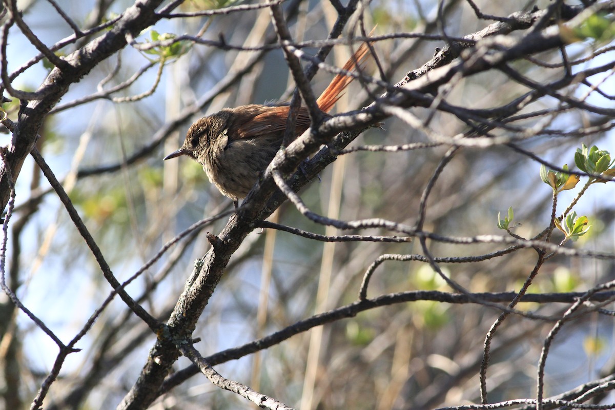 Canyon Canastero - ML284888681