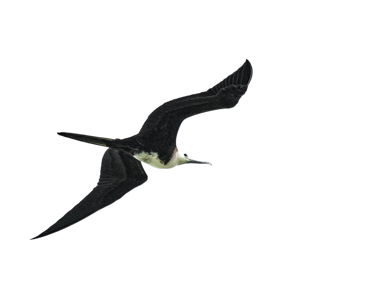 Magnificent Frigatebird - ML284888751