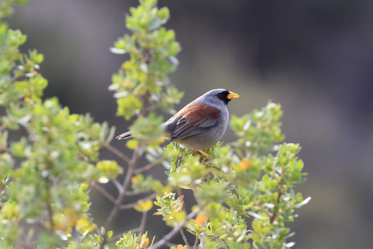 Rufous-backed Inca-Finch - ML284888961