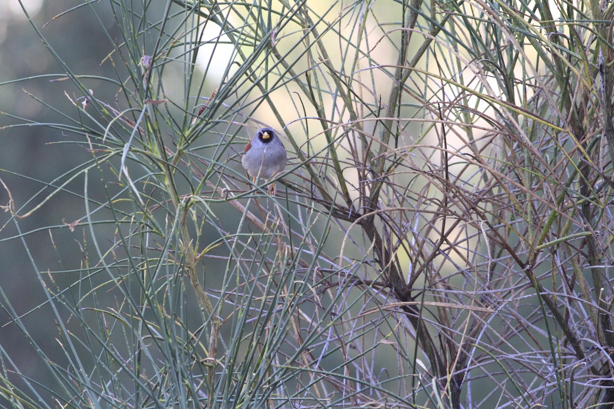 Rufous-backed Inca-Finch - ML284888971