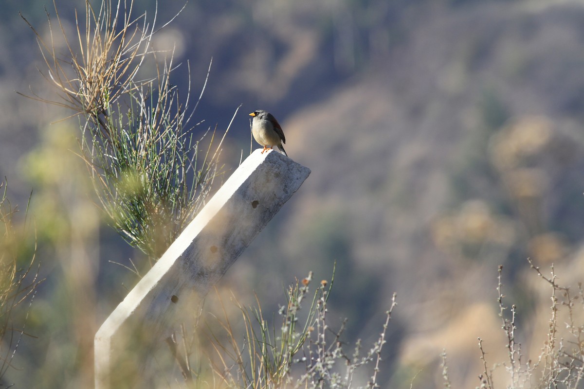 Rufous-backed Inca-Finch - ML284888981