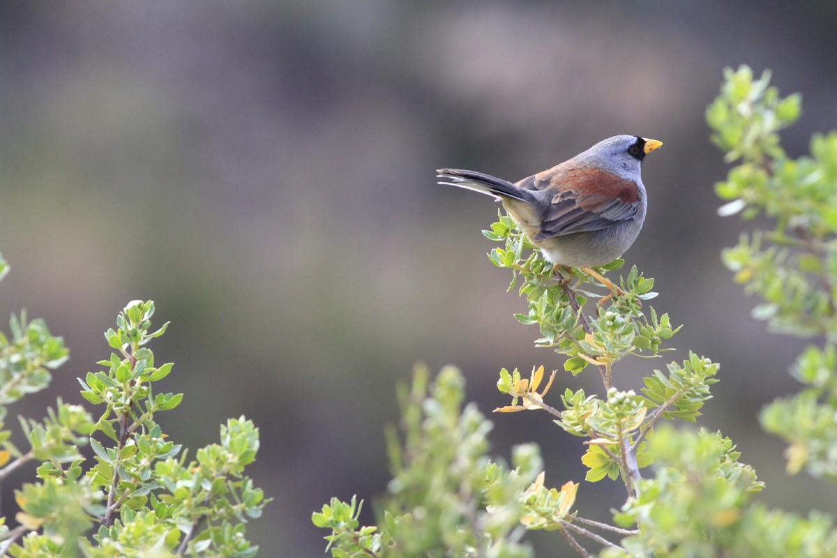 Rufous-backed Inca-Finch - ML284888991