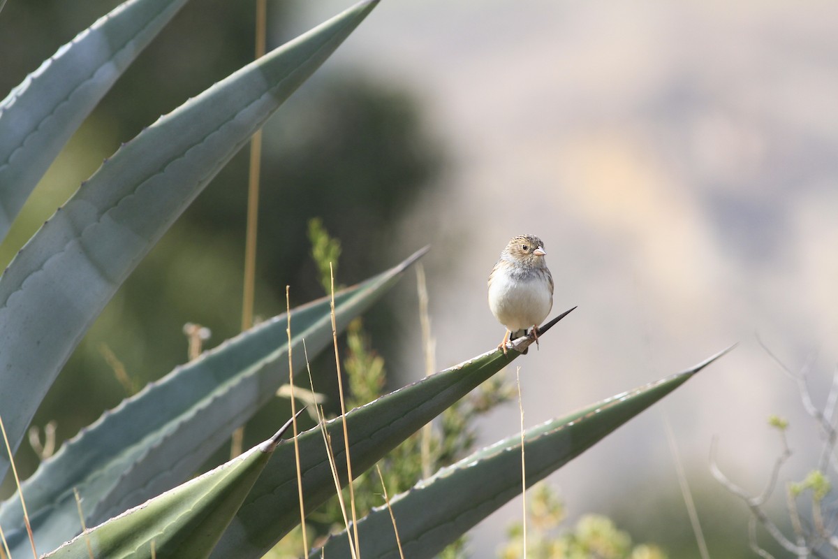 Band-tailed Sierra Finch - ML284889361