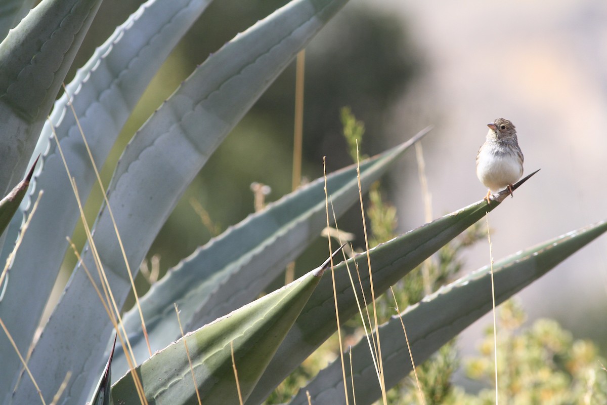 Band-tailed Sierra Finch - Steven Sevillano