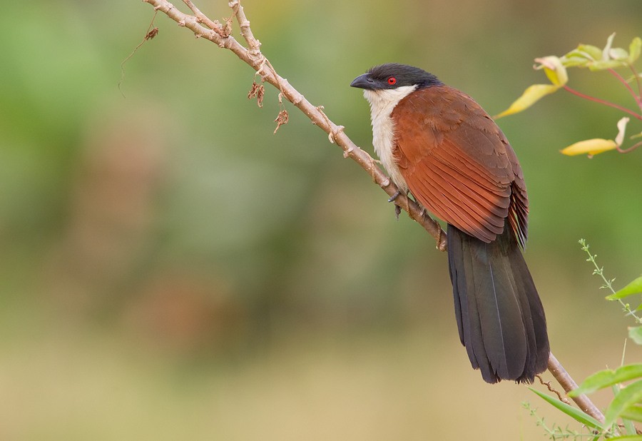 Senegal Coucal - ML284889601