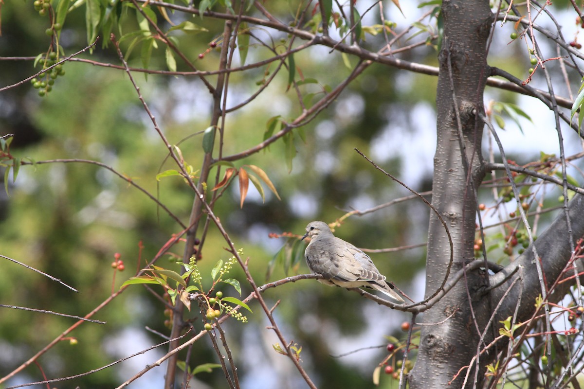 Eared Dove - Steven Sevillano