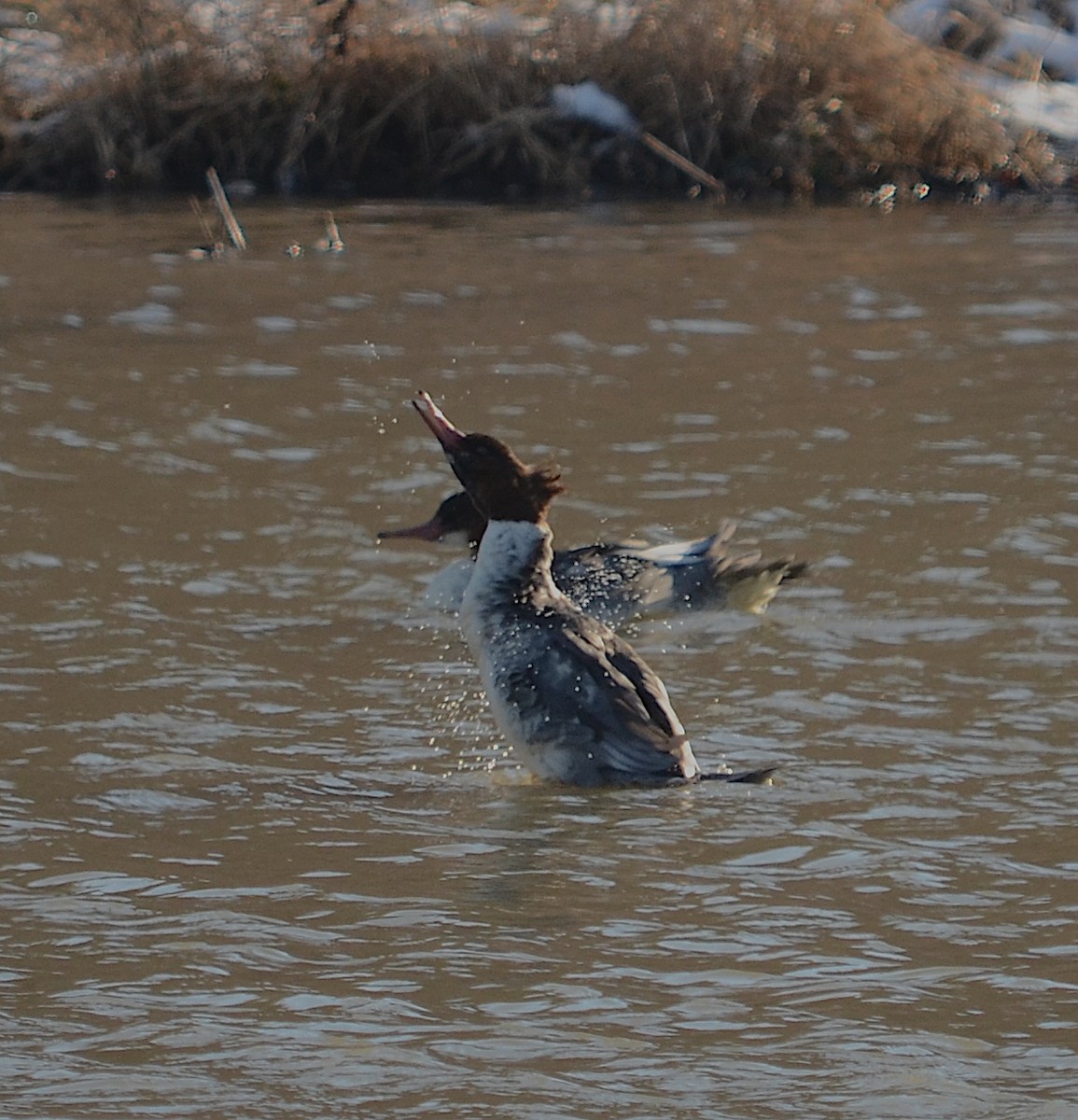 Common Merganser - ML284890781