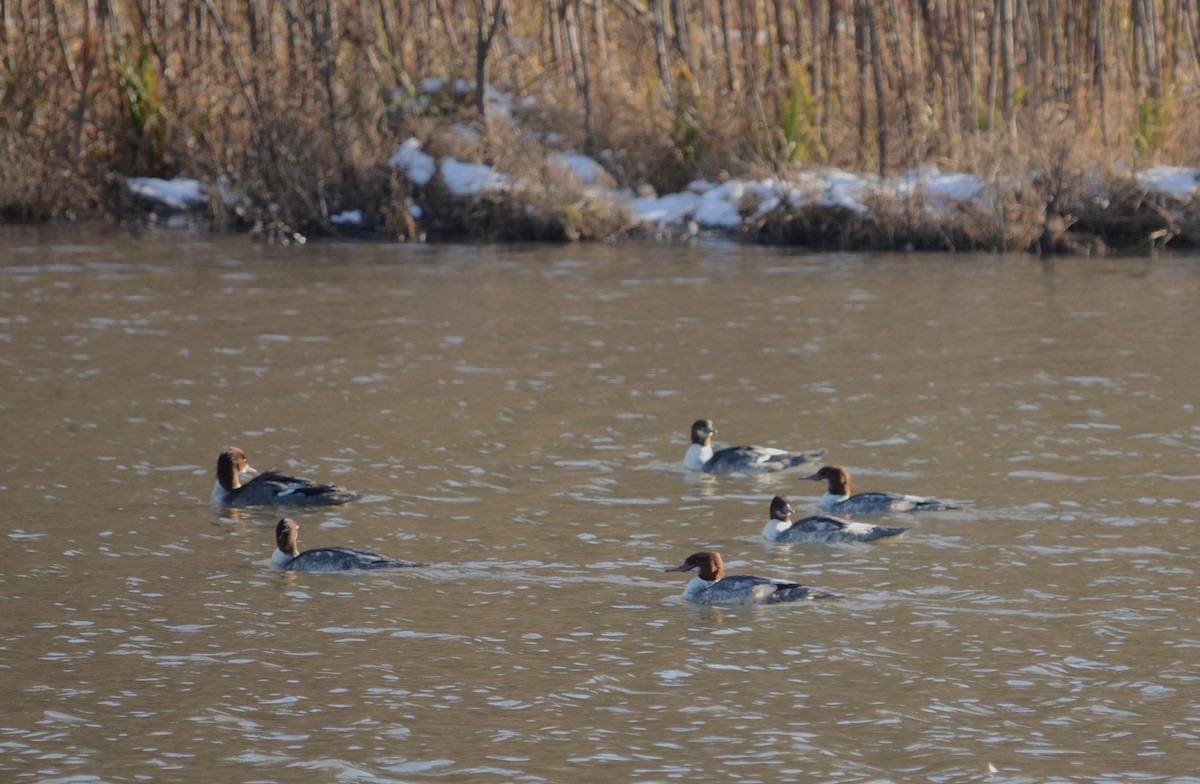 Common Merganser - ML284891201