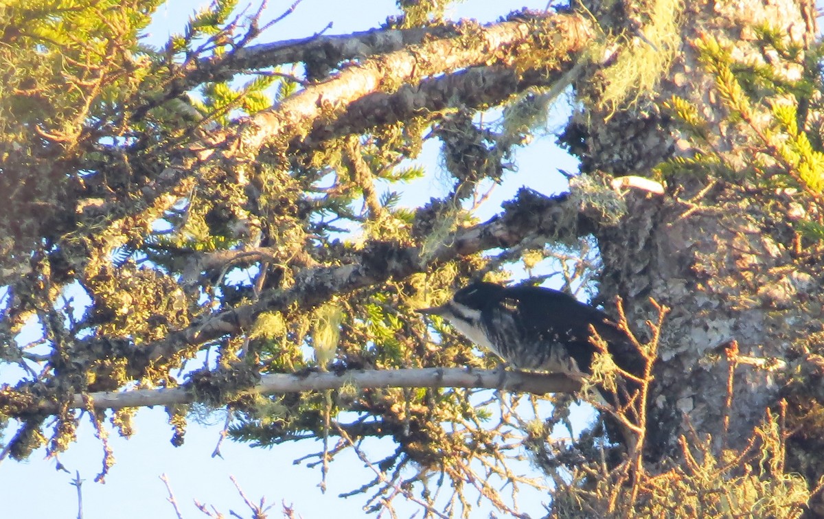 Black-backed Woodpecker - Barry Day