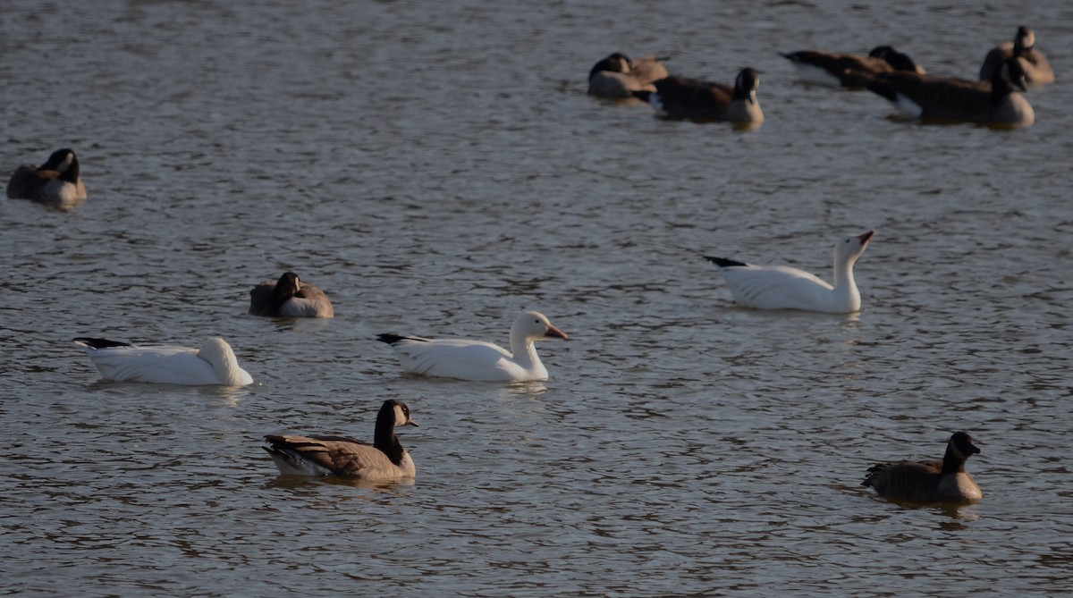 Snow Goose - ML284891731