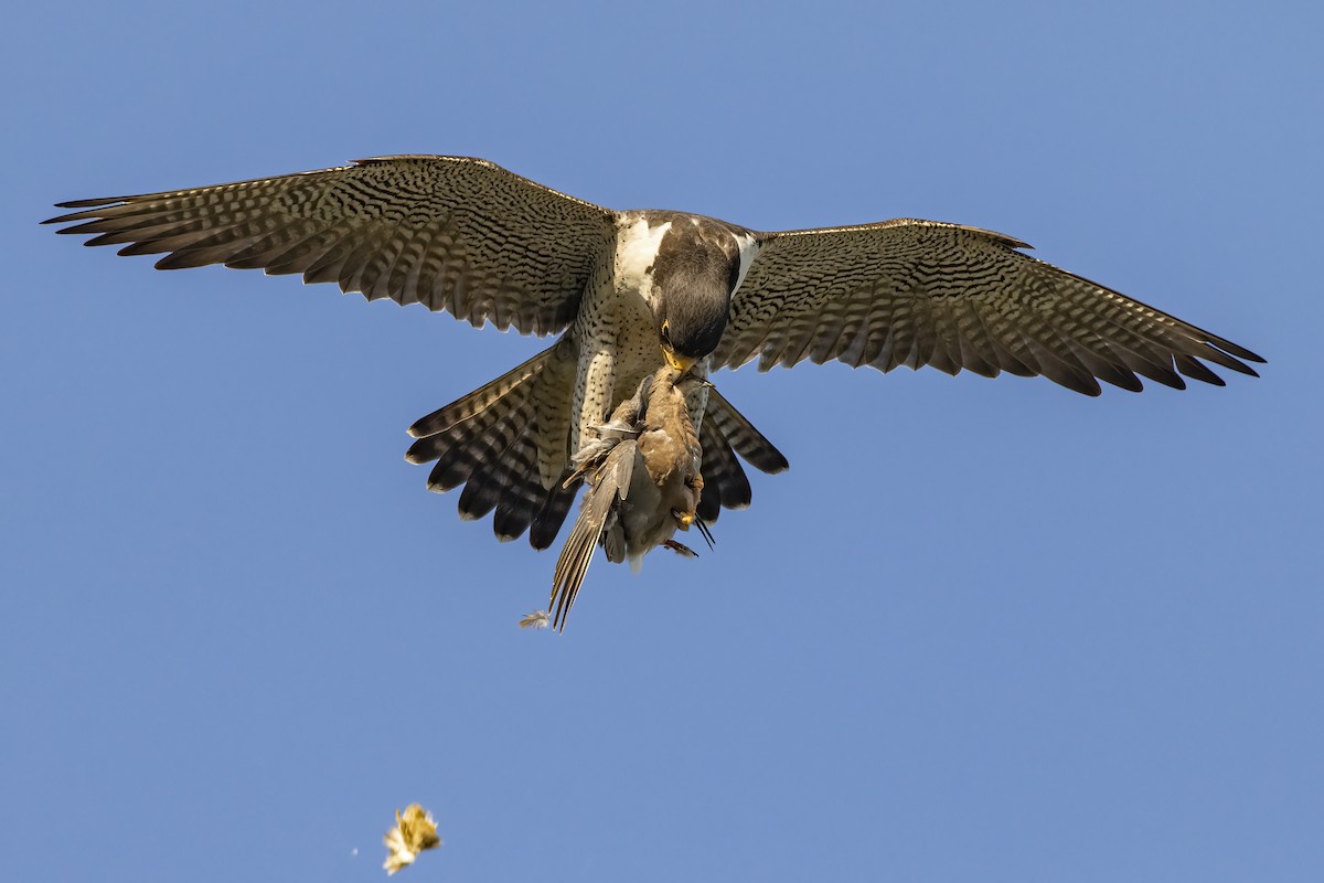 Peregrine Falcon - ML284892091