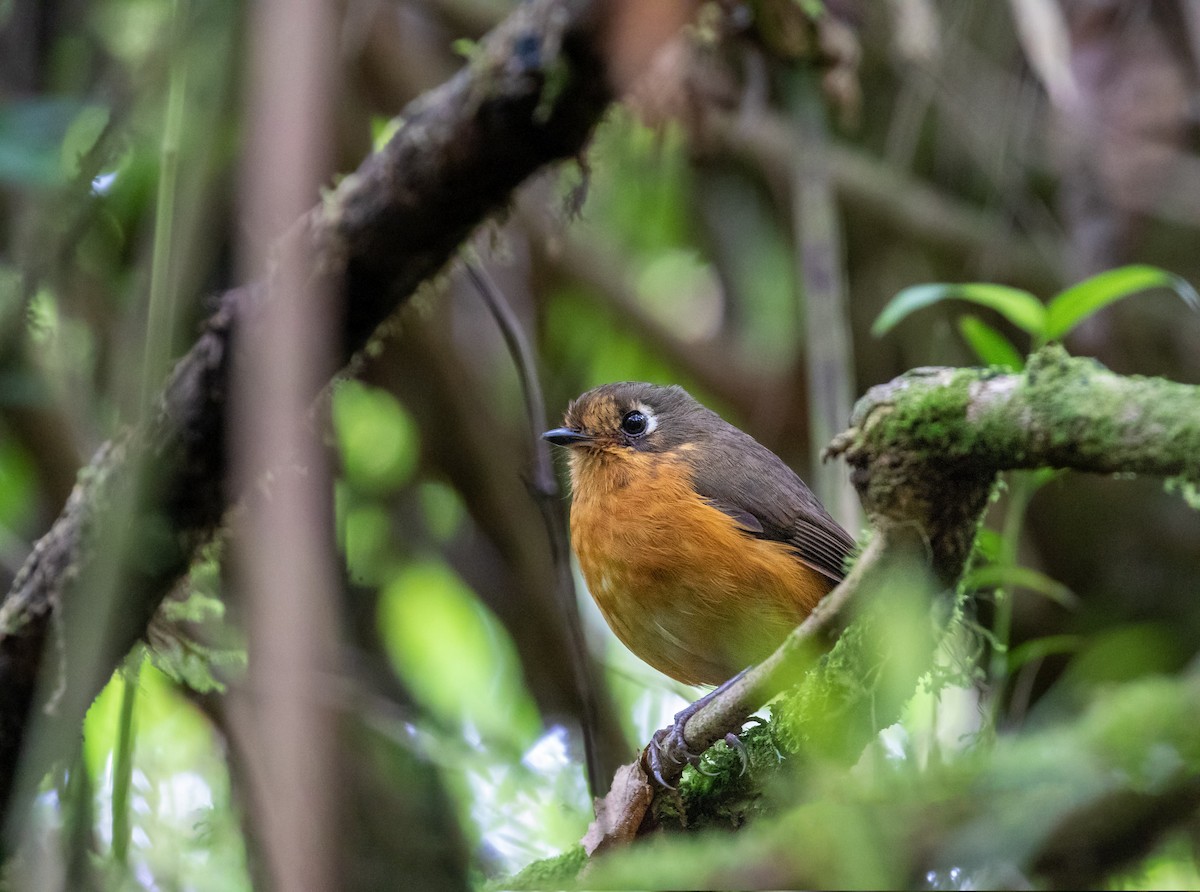 Leymebamba Antpitta - ML284893251