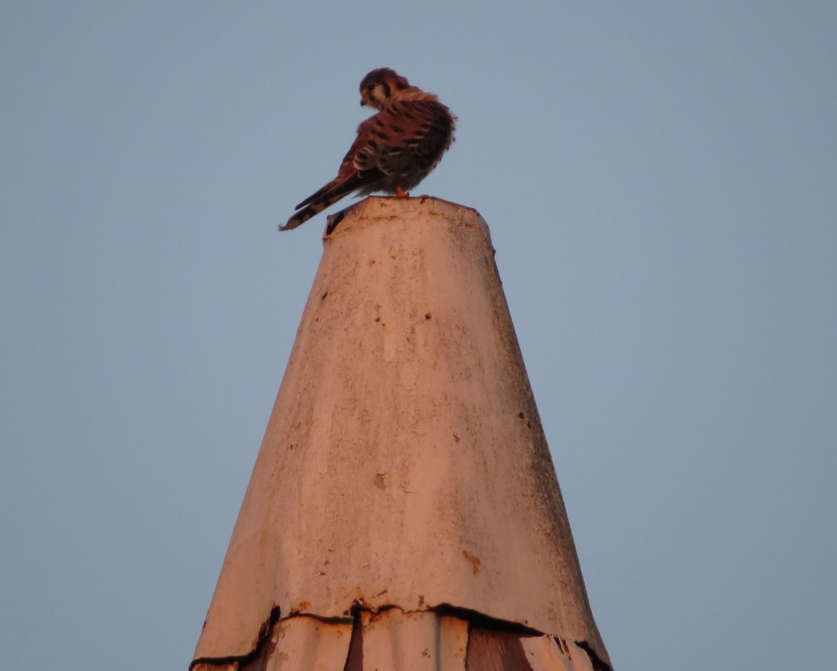 American Kestrel - ML284894791