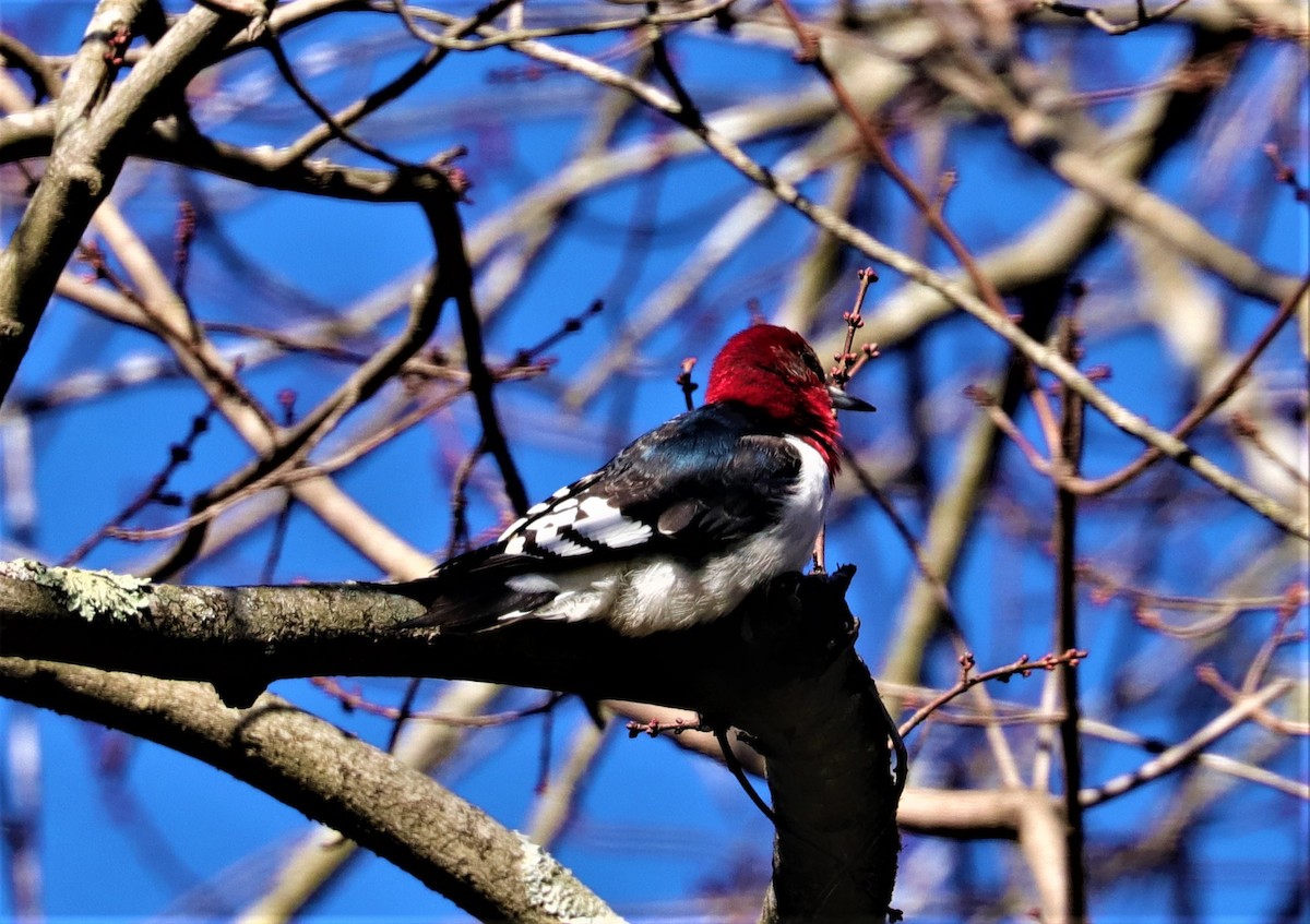 Red-headed Woodpecker - ML284895401