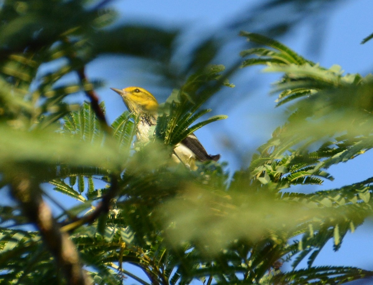 Black-throated Green Warbler - ML284895441