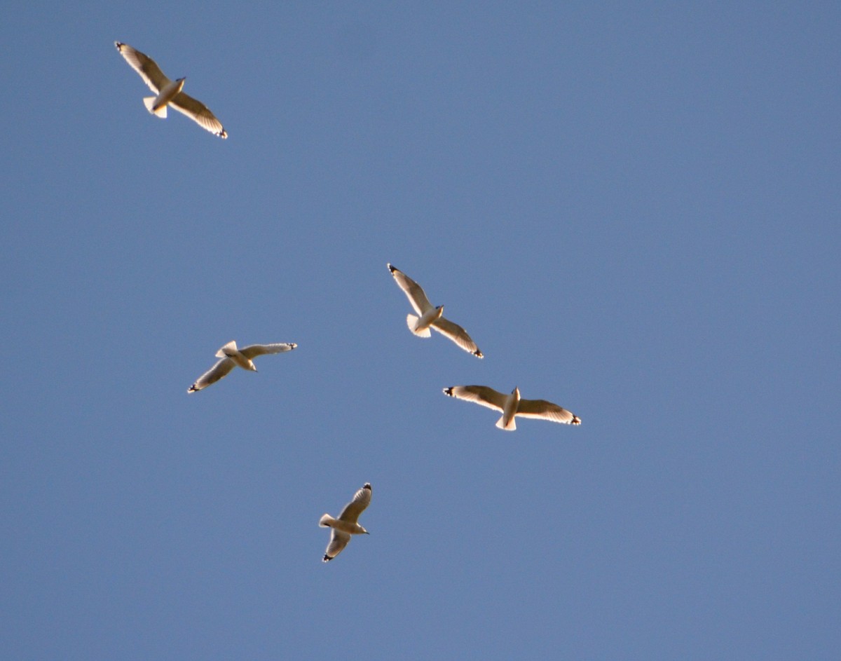 Franklin's Gull - ML284896071