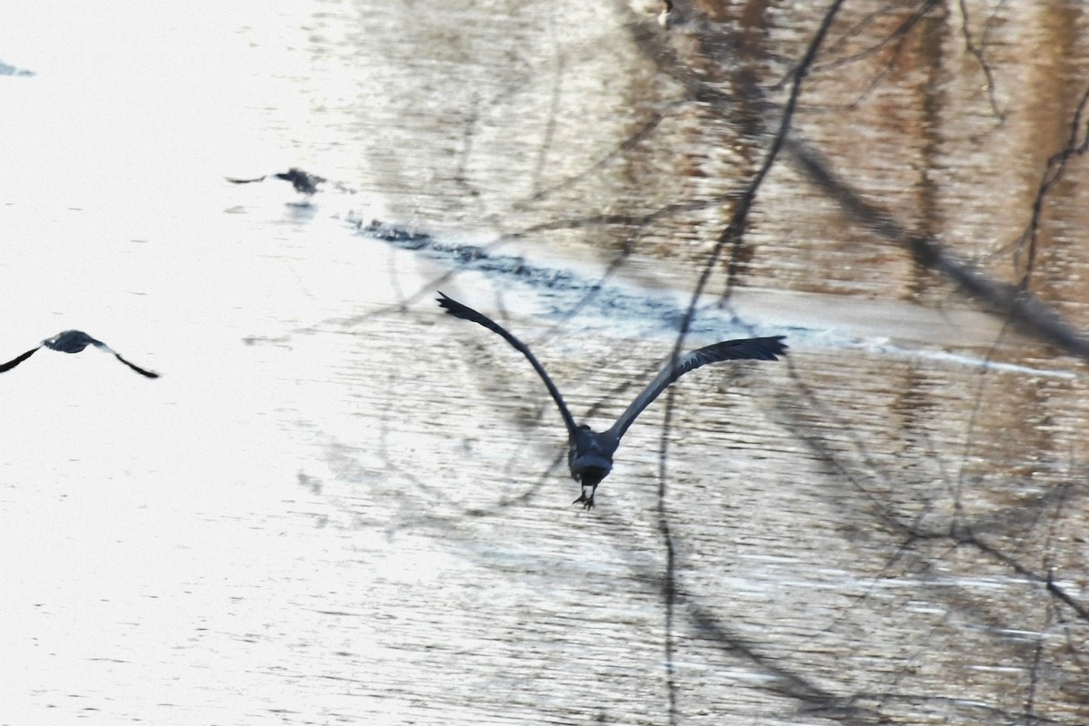 Great Blue Heron - ML284898091